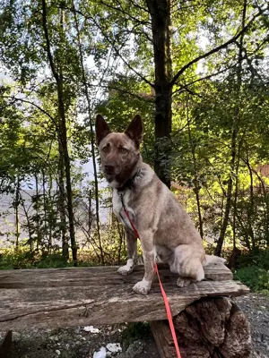 Lucky   junger Rüde ,der noch die Welt entdecken möchte  Bild 4