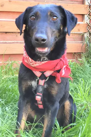 YAGI, eine aktive, verspielte, gelehrige und verschmauste Hündin