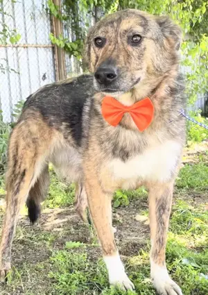 MELBA, eine freundliche, menschenbezogene, gelehrige Hündin