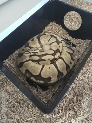  Königspython 0.1 Pastel Vanilla het.Clown 