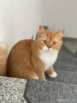 BKH britisch Kurzhaar Katerchen rot weiß kastriert  Bild 4