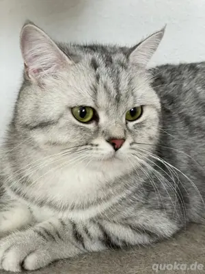 BKH Britisch Kurzhaar Katze mit Stammbaum kastriert