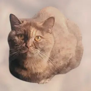 Britisch Kurzhaar mit Stammbaum weibchen Bild 4