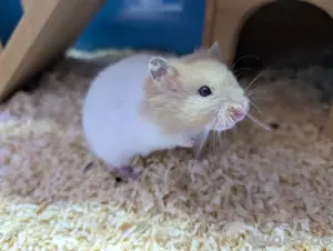 Goldhamster Nachwuchs abzugeben Bild 8