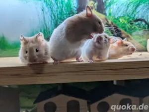 Goldhamster Nachwuchs abzugeben Bild 6