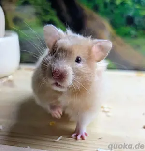 Goldhamster Nachwuchs abzugeben