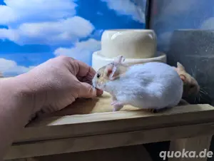 Goldhamster Nachwuchs abzugeben Bild 7