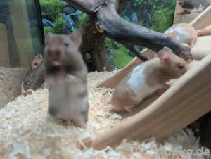Goldhamster Nachwuchs abzugeben Bild 5