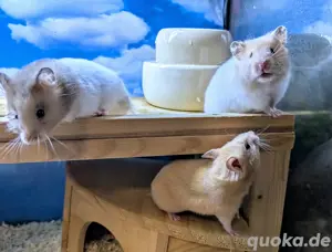 Goldhamster Nachwuchs abzugeben Bild 2