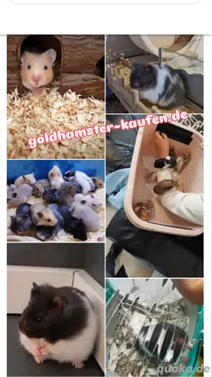 Goldhamster Nachwuchs abzugeben Bild 10