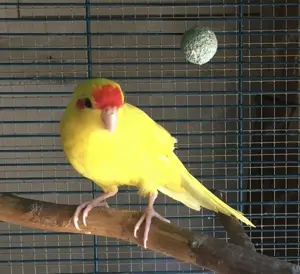 Ziegensittiche abzugeben 