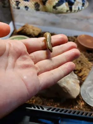 Chalcides ocellatus; Gefleckter Walzenskink