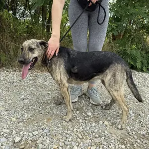 Ajla, liebe und wunderschön gezeichnete Mischlingshündin, Majorero Canario Bardino-Schäferhund Bild 4