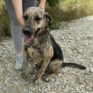 Ajla, liebe und wunderschön gezeichnete Mischlingshündin, Majorero Canario Bardino-Schäferhund Bild 2