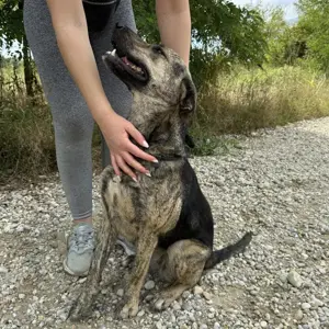 Ajla, liebe und wunderschön gezeichnete Mischlingshündin, Majorero Canario Bardino-Schäferhund Bild 3