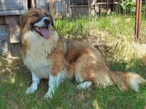 Clara sucht Ihre Menschen! Bild 10