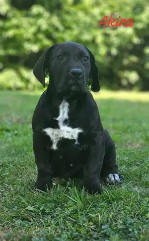 Presa Canario Welpen ABGABE BEREIT (Transport möglich) 