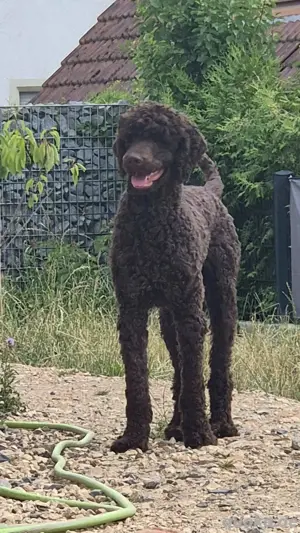 Grosspudel Deckrüde