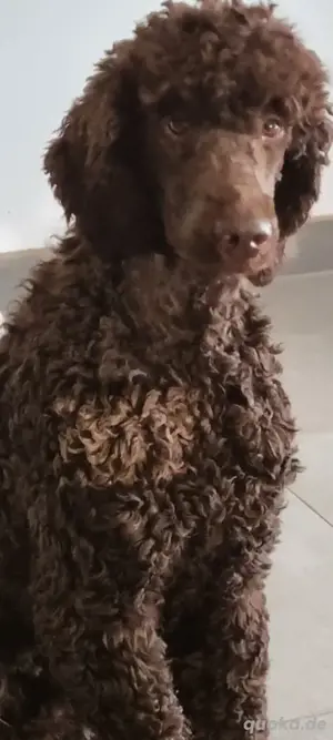 Grosspudel schoko Deckrüde Bild 3