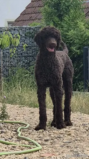 Grosspudel schoko Deckrüde Bild 2
