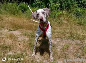 ELOISE    eine sanfte Prinzessin auf der Suche  Bild 8