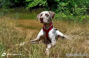 ELOISE    eine sanfte Prinzessin auf der Suche 