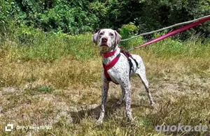 ELOISE    eine sanfte Prinzessin auf der Suche  Bild 10