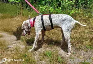 ELOISE    eine sanfte Prinzessin auf der Suche  Bild 4