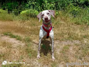 ELOISE    eine sanfte Prinzessin auf der Suche  Bild 5