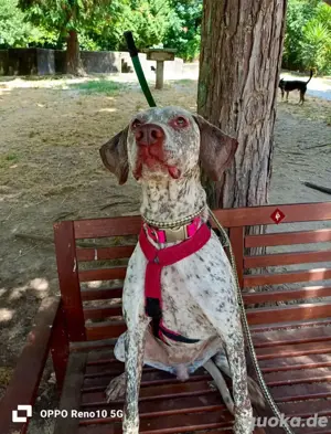 ELOISE    eine sanfte Prinzessin auf der Suche  Bild 6