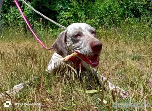 ELOISE    eine sanfte Prinzessin auf der Suche  Bild 9