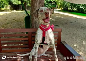 ELOISE    eine sanfte Prinzessin auf der Suche  Bild 7