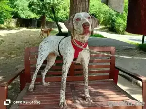 ELOISE    eine sanfte Prinzessin auf der Suche  Bild 3