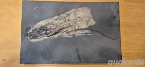Versteinerung Tintenfisch Loligosepia spez.Lias E Auf Schieferplatte ca27x17x2 cm