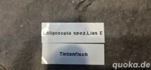 Versteinerung Tintenfisch Loligosepia spez.Lias E Auf Schieferplatte ca27x17x2 cm Bild 3