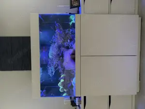 Verkaufe Meerwasser Aquarium komplett oder nur Besatz 