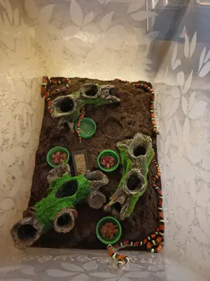 Xenodon pulcher Dreifarbige Hakennasennattern NZ 25