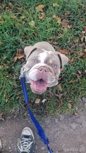 Loki Sucht ein Zuhause für immer