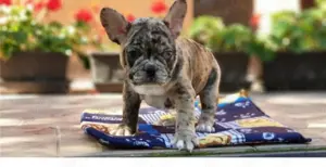 Französische Bulldoggen Welpen suchen ein schönes Zuhause 