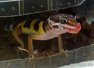 Leopardgecko 