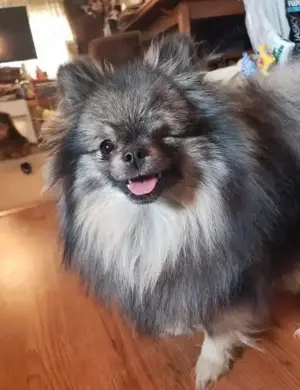 Pomeranian-Welpen (Rüden und Hündinnen)