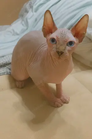 Reinrassige Canadian Sphynx Kitten   entwurmt, geimpft & gechippt Bild 2