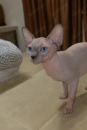 Reinrassige Canadian Sphynx Kitten   entwurmt, geimpft & gechippt Bild 5