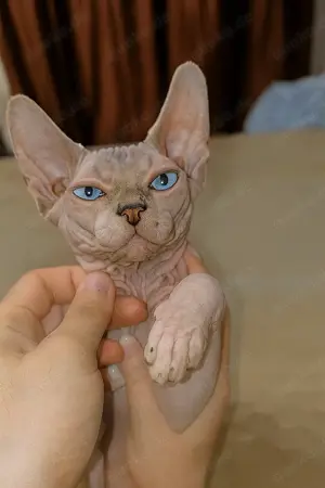 Reinrassige Canadian Sphynx Kitten   entwurmt, geimpft & gechippt Bild 3