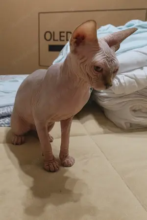 Reinrassige Canadian Sphynx Kitten   entwurmt, geimpft & gechippt Bild 4