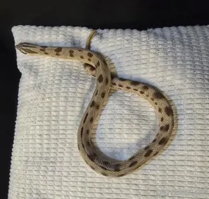 1.1 Heterodon nasicus adult Hakennasennattern 