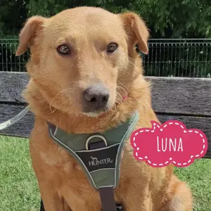 Luna, sanfte, katzenverträgliche und liebe Mischlingshündin