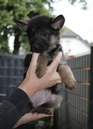 Deutsche Schäferhund Welpen