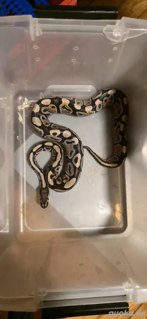 Konigspython 1.0 66% het Lavender