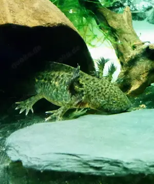 Axolotl Aquarium Jungtiere Wildlinge 
